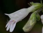 Arkansas beardtongue